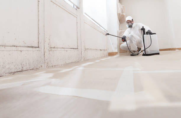 Black mold remediation team in Glendale
